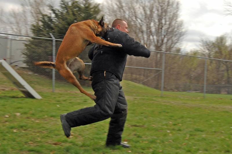 Votre avocat pour votre indemnisation pour l'agression d'un chien